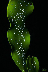Caulerpa, a very beautyful algae. I wonder why there are ... by Arthur Telle Thiemann 